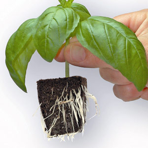 Starting Plants - Get those seeds looking like this!