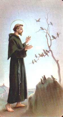 St Francis  - St Francis