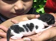 Newborn kitten with special markings - Newborn kitten born on Sunday to a mother named Dottie.