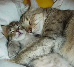loving - a loving companion, being together is enough to survive this life