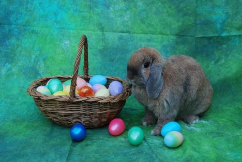 Easter Bunny - My Floppy the Easter bunny.