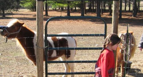 a couple minis - Here are two miniatures from my friend's homestead - they are such a delight!  Although the little brown one is much smaller - I find my self more attracted to the pinto looking one.