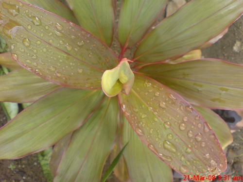 plant - green nature can makes me relax
