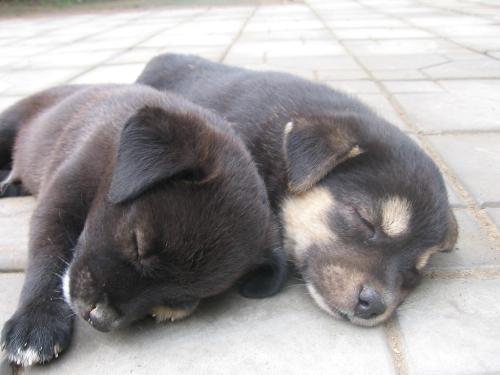my puppy - They are having a nap!