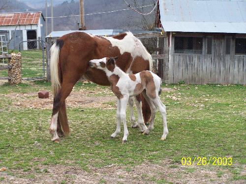 Baby colt - Moms baby colt.
