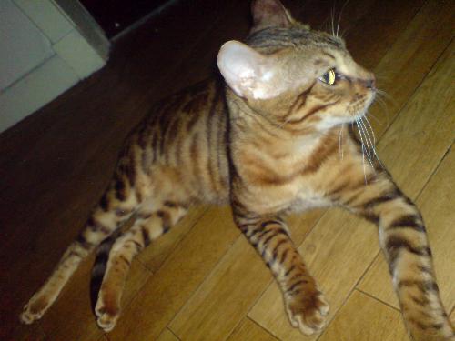 My Cat Leo - Brown Bengal - Picture of my 1 year old Brown Bengal Cat