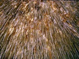 &#039;Soda Straw&#039; Formations - This is a group of &#039;soda straws&#039; hanging from the ceiling of a cave.