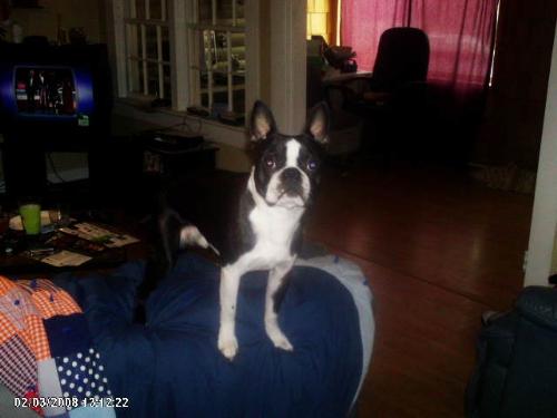 Baxter playing king of the couch - My Boston terrier, Baxter, thinking he is a mountain goat as per usual.