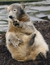 Knut the Polar Bear Today~~Called a Psycho Bear - image of the grown up polar bear, Knut