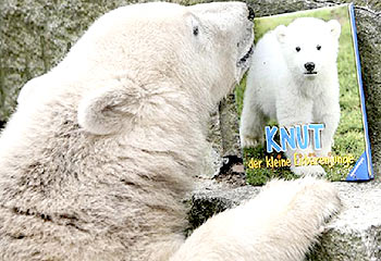 Knut The Polar Bear - Has my support, the poor little guy doesn't understand.