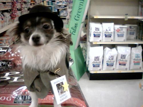 Gizmo Gadget - Here is Gizmo dressed as detective gadget...lol It was halloween and he won 3rd place. He was so excited with all the other dogs in clothes..hehe