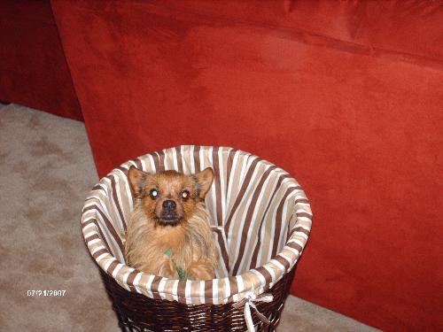 Bob the Dog - here is Bob the chihuahua/yorkie mix, he's a basket case in more ways than one.