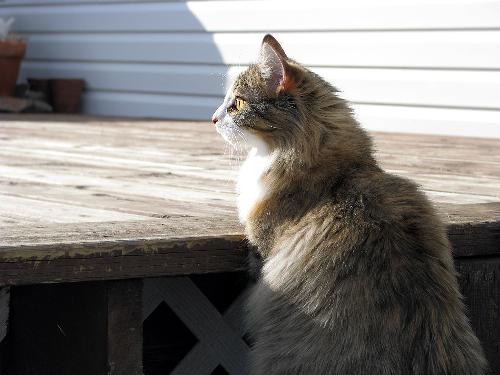 Cookie - My kitten Cookie, sitting outside on the steps.