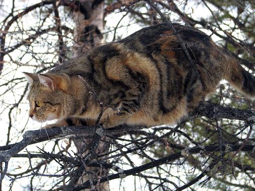 Lilly - My cat Lily, climbing a tree.