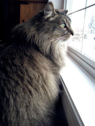 Harley - My cat Harley, sitting at the window.