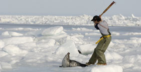 Baby Seal Being Clubed To Death  - image of a baby seal being killed