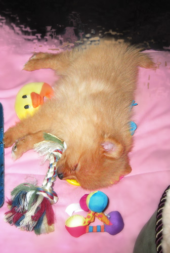 sleeping with toys - new Pom baby... only 12 ounces!