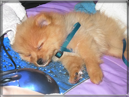 super small Pom - my little guy sleeping on my mousepad next to my mouse. He is only 12 ounces and so tiny! He is supposed to stay under 2 pounds at maturity.