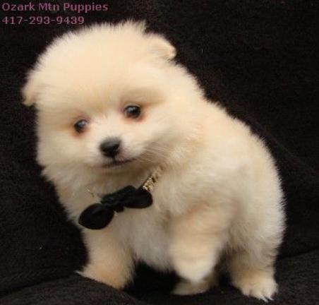 baby pom - ADORABLE PUP from google search