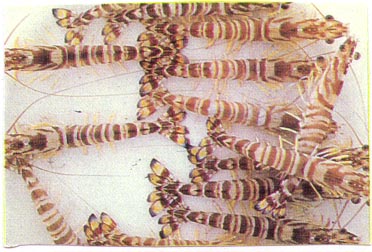 prawn - see what is it