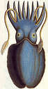 cuttlefish - do you like it?