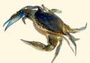 crab - my fav seafood