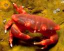 crab - my fav seafood