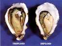 oyster - do you like it