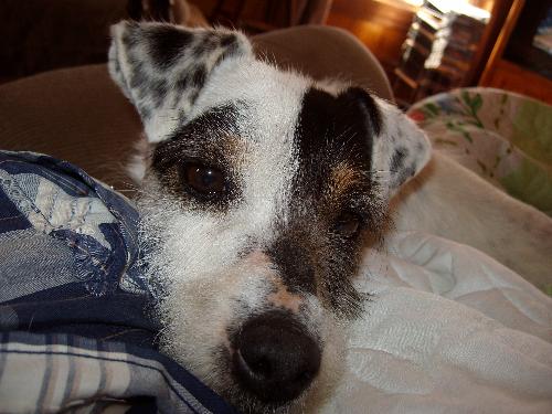 Jack Russell - The new jack russell we just brought home.