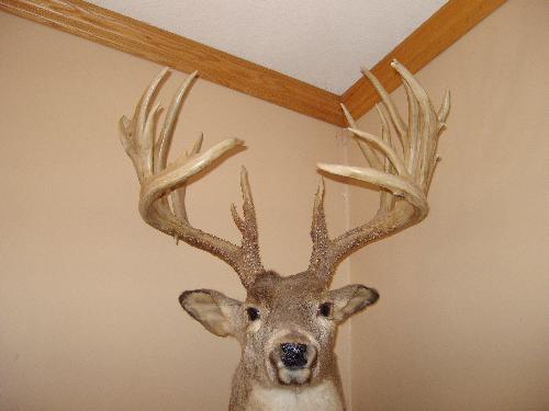 Buck - Doug's money making buck, this is the replica, the original was bought for $4500