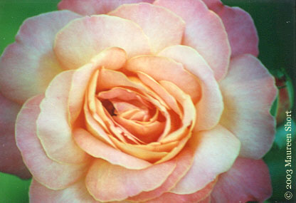 chicago peace rose - Beautiful isnt it.