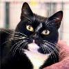 Kathy - This is a picture of a cat that look like my cat Kathy