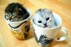 Two cats in a cup - Two kittens in a cup