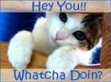 Cats asking - Hey what your doing?