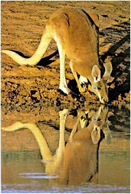 Image of a Kangaroo - picture of a kangaroo Image of a Kangaroo - picture of a kangaroo