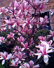a picture from my cellphone - this is a tree in my yard, i use my cell photo it.