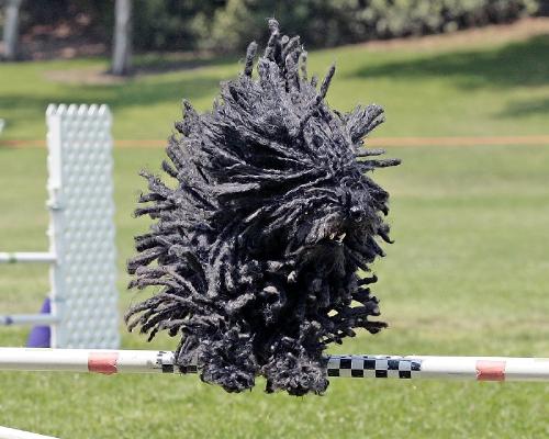 puli - When I saw it for the first time I didn't belived for my eyes!!! This dog is wonderful!
