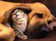 a kitty and a dog friend - wonderful pets