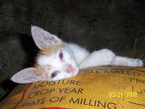 Cutie Cat - a cat at rest