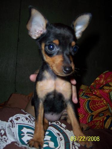 tiny dog - a very cute puppy