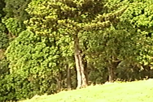 trees - the trees in Ferney Valley in Mauritius..one o fthe endemic trees..