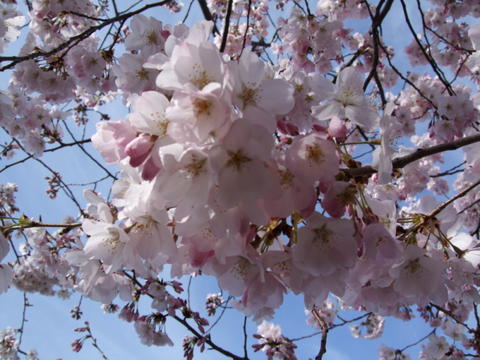 Cherry Blossoms - A friend made it to DC this weekend.
