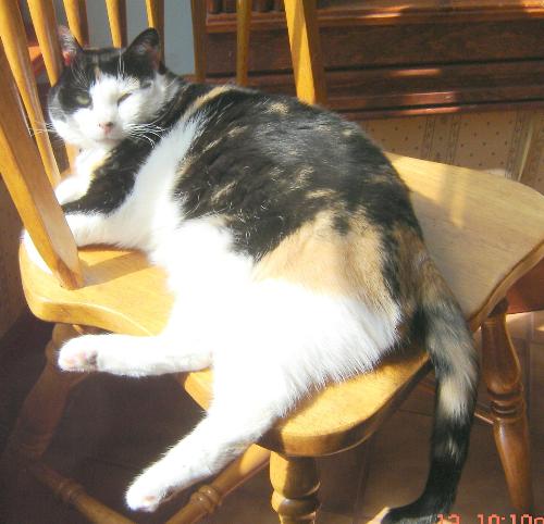 Josie in the sun - The big calico, Josie, always finds the sunny spot.