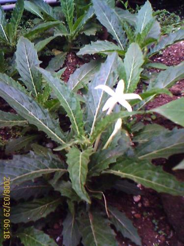 flower in my garden - got this from the mountain