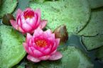 Lotus - water lilies are beautiful