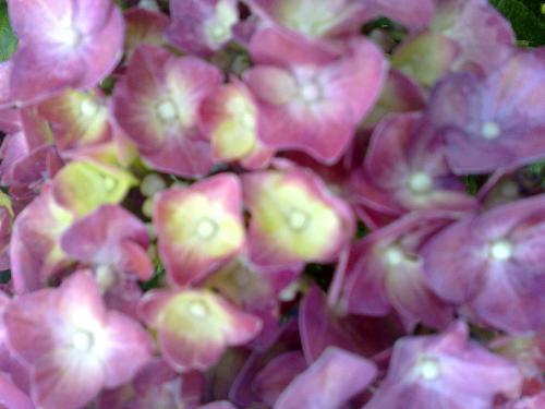 flower - i love photography...