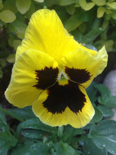 flower - i love flowers