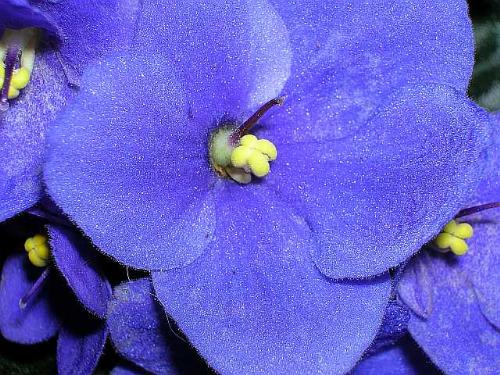 African Violet - This African Violet is one of many flowers we grow!