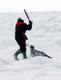 End seal massacre - Despite a public outcry across the globe, hunters in Canada massacre hundreds of thousands of seals every year in order to sell their skins and rake in profits. Sealers bludgeon seals with clubs and "hakapiks" (clubs with a metal hook on the end), drag conscious seals across ice floes with boat hooks, and toss dead and dying animals into heaps, leaving their carcasses to rot because there is no market for their meat. Seals are also shot, but bludgeoning is preferred because pelt buyers deduct money for each bullet hole in a seal&#039;s skin. 