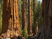Protect the Giant Sequoias From Logging - More than half of the remaining groves — located in Giant Sequoia National Monument — are in jeopardy because, despite being rebuked by the federal courts, the Bush Administration is refusing to back off its plan to log this irreplaceable ancient forest. That’s why we are asking you to act now and sign our petition to Forest Service Chief Abigail Kimbell, asking her to implement the strongest possible protections for Giant Sequoia National Monument. 